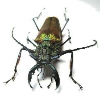 Cerambycidae Prioninae Psalidognathus Superbus,  Male 59,  5mm 10 From Peru