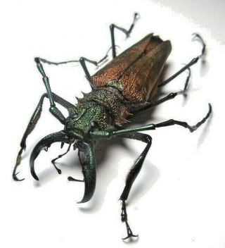 Cerambycidae Prioninae Psalidognathus Superbus,  Male 63mm 8 From Peru