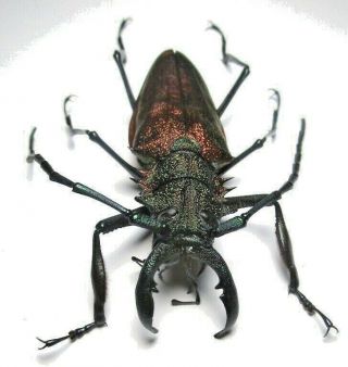 Cerambycidae Prioninae Psalidognathus Superbus,  Male 64mm 4 From Peru