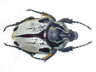 Goliathus Quadrimaculatus Female Huge Xxl Size 72mm,  Cameroon