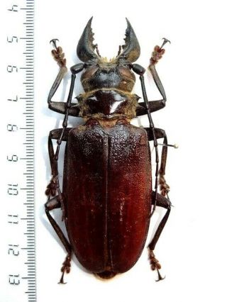 Cerambycidae Prioninae Tithoes Sp. ,  84 Mm.  Tanzania,  Very Rare