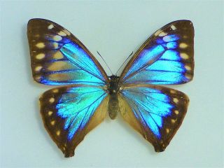 Fantastic Morpho Aega Pseudocypris Female Nymphaliidae Nymphalidae Brazil
