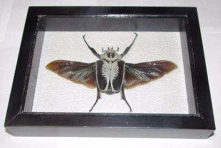 Goliathus Regius.  Real Bugs In Frame Made Of Expensive Wood.