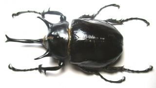 Scarabaeidae Dynastinae Megasoma Mars,  Male 107mm From Peru