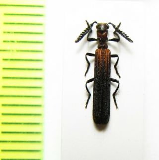 Cleridae,  Cladiscus Sp. ,  Indonesia,  Sumatra