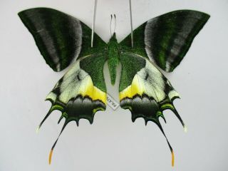 Pa4780.  Unmounted Butterflies: Teinopalpus Imperialis.  North Vietnam.  Yen Bai