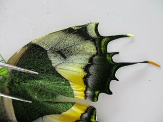 PA4780.  Unmounted butterflies: Teinopalpus imperialis.  North Vietnam.  Yen Bai 2