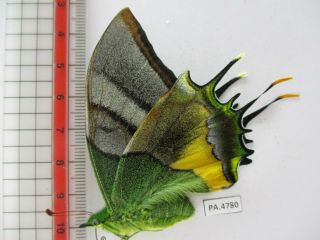 PA4780.  Unmounted butterflies: Teinopalpus imperialis.  North Vietnam.  Yen Bai 4