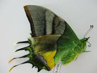 PA4780.  Unmounted butterflies: Teinopalpus imperialis.  North Vietnam.  Yen Bai 5