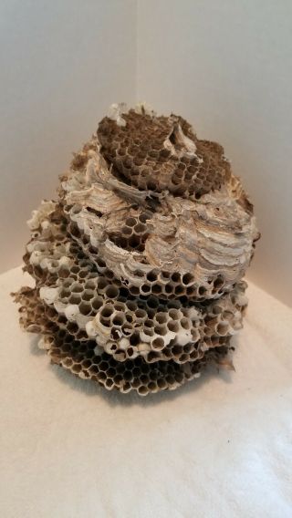 Hornet Nest Core Inside Only Wasp Yellow Jacket Ball Hornet