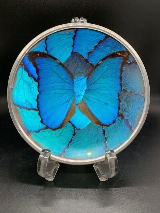 Vintage Iridescent Blue Morpho Butterfly Wing Plate Dish 6” Wall Art Brazil