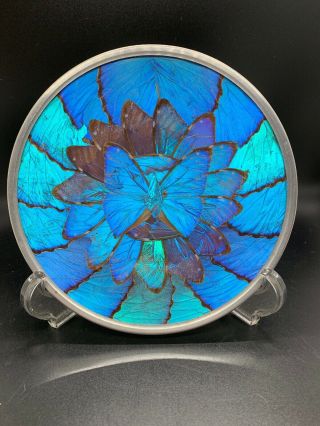 Vintage Iridescent Blue Morpho Butterfly Wing Plate Dish 7 - 1/2” Wall Art Brazil