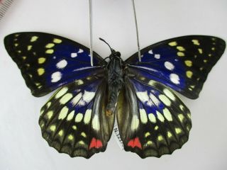 N12178.  Unmounted Butterflies: Sasakia Charonda.  North Vietnam.  Ha Giang