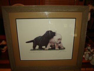 Jack R.  Schroeder Limited Edition Signed Print Of 5 Week Old Labrador Retriever