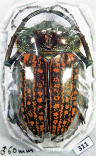 Unmounted Beetle Euchiridae Cheirotonus Gestroi 60 Mm Laos