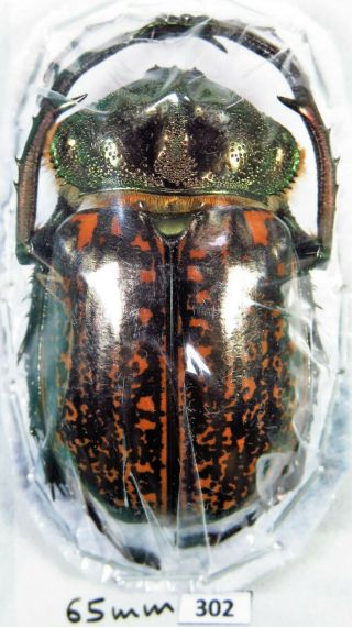 Unmounted Beetle Euchiridae Cheirotonus Gestroi 65 Mm Laos