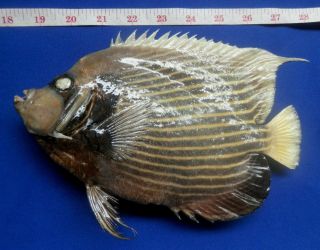 30081 Emperor Angelfish Pomacanthus Imperator 244 Mm Fish Taxidermy Oddities