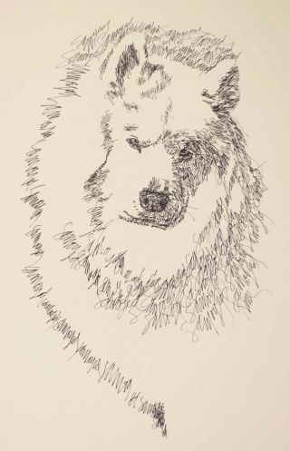 Samoyed Dog Art Kline Print 84 Drawn From Words Your Dogs Name Added.  Gift