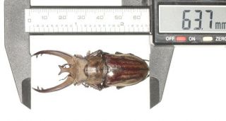 Beetle Lucanidae Lucanus Victorius Yunnan 63.  7mm