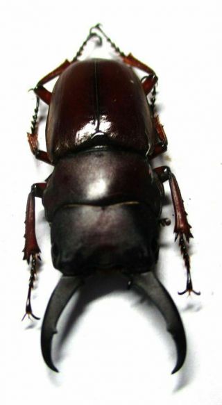 N001 Lucanidae: Prosopocoilus Julietae Male 36mm