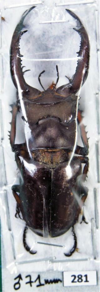 Unmounted Beetle Lucanidae Lucanus Angusticornis 71 Mm Laos
