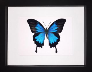 Papilio Ulysses Butterfly Frame