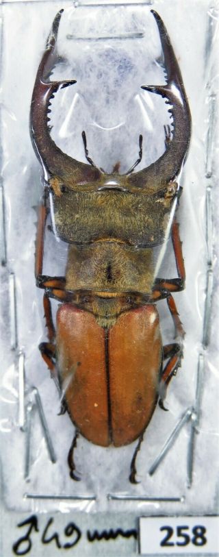 Unmounted Beetle Lucanidae Lucanus Sp.  49 Mm Laos