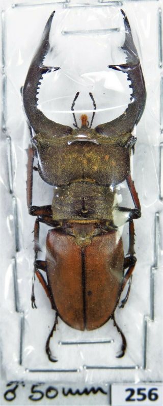 Unmounted Beetle Lucanidae Lucanus Sp.  50 Mm Laos