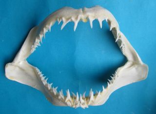 14” Tall Mouth Mako Shortfin Shark Jaw Mouth Taxidermy Scientific Study Sd - 362