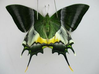 Pa4764.  Unmounted Butterflies: Teinopalpus Imperialis.  North Vietnam.  Yen Bai