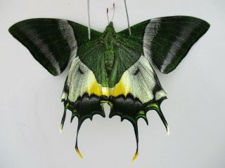 Pa4770.  Unmounted Butterflies: Teinopalpus Imperialis.  North Vietnam.  Yen Bai