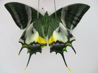 Pa4784.  Unmounted Butterflies: Teinopalpus Imperialis.  North Vietnam.  Yen Bai