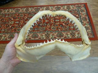 (sj01 - 19h) 14 " Common Blacktip Black Tip Shark B Grade Jaw Sharks Jaws Teeth