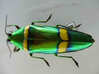 48629 Buprestidae,  Chrysochroa sp?.  Vietnam South 2