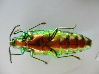 48629 Buprestidae,  Chrysochroa sp?.  Vietnam South 3