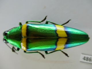 48633 Buprestidae,  Chrysochroa sp?.  Vietnam South 2