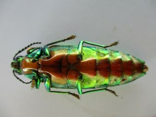 48633 Buprestidae,  Chrysochroa sp?.  Vietnam South 3