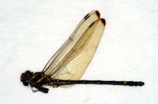 Odonata,  Dragonfly Chlorogomphus Brunneus Costalis Male Japan