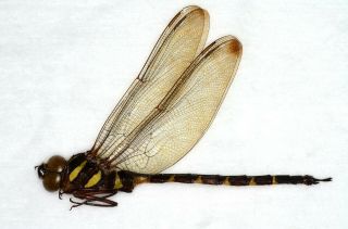 Odonata,  Dragonfly Boyeria Maclachlani Male Japan
