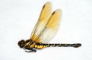 Odonata,  Dragonfly Sarasaechna Preyeri Female Japan