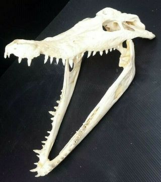 Real Crocodile Alligator Skull Taxidermy White Head Skeleton12.  5 " Htf6