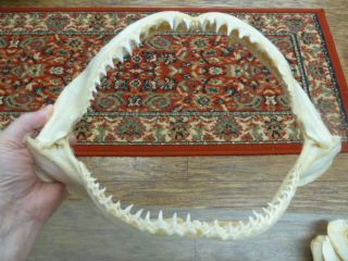 (sj01 - 19b) 14 " Common Blacktip Black Tip Shark B Grade Jaw Sharks Jaws Teeth