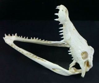 Real Freshwater Crocodile Alligator Skull Taxidermy White Head 12” (htf) 8
