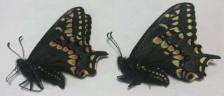 Papilio Brevicauda Brevidauda Pair 2 June 2019 Wild