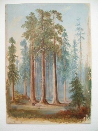 The Three Graces Calaveras Grove California - 19thc Oil On Paper - Signed Mcevoy
