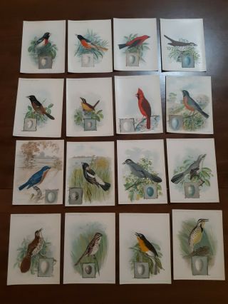 Set Of 16 - The American Singer Series Bird Trading Cards Copyright 1898,  1899,  1900