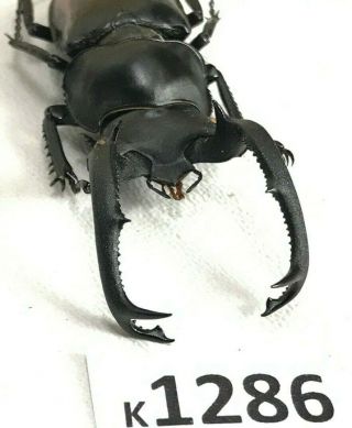 K1286 Unmounted Beetle Lucanus 60mm ?? Vietnam Central
