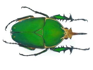 Mecynorrhina Torquata Pair Giant 85mm,  Very Intensive Green Cameroon