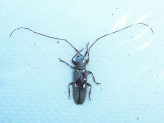 Very Rare Cerambycidae Prosopocera Sp Male Cameroon
