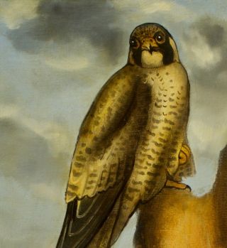 Falcon Portrait : Oil Painting : Falconry Bird Art By David Andrews